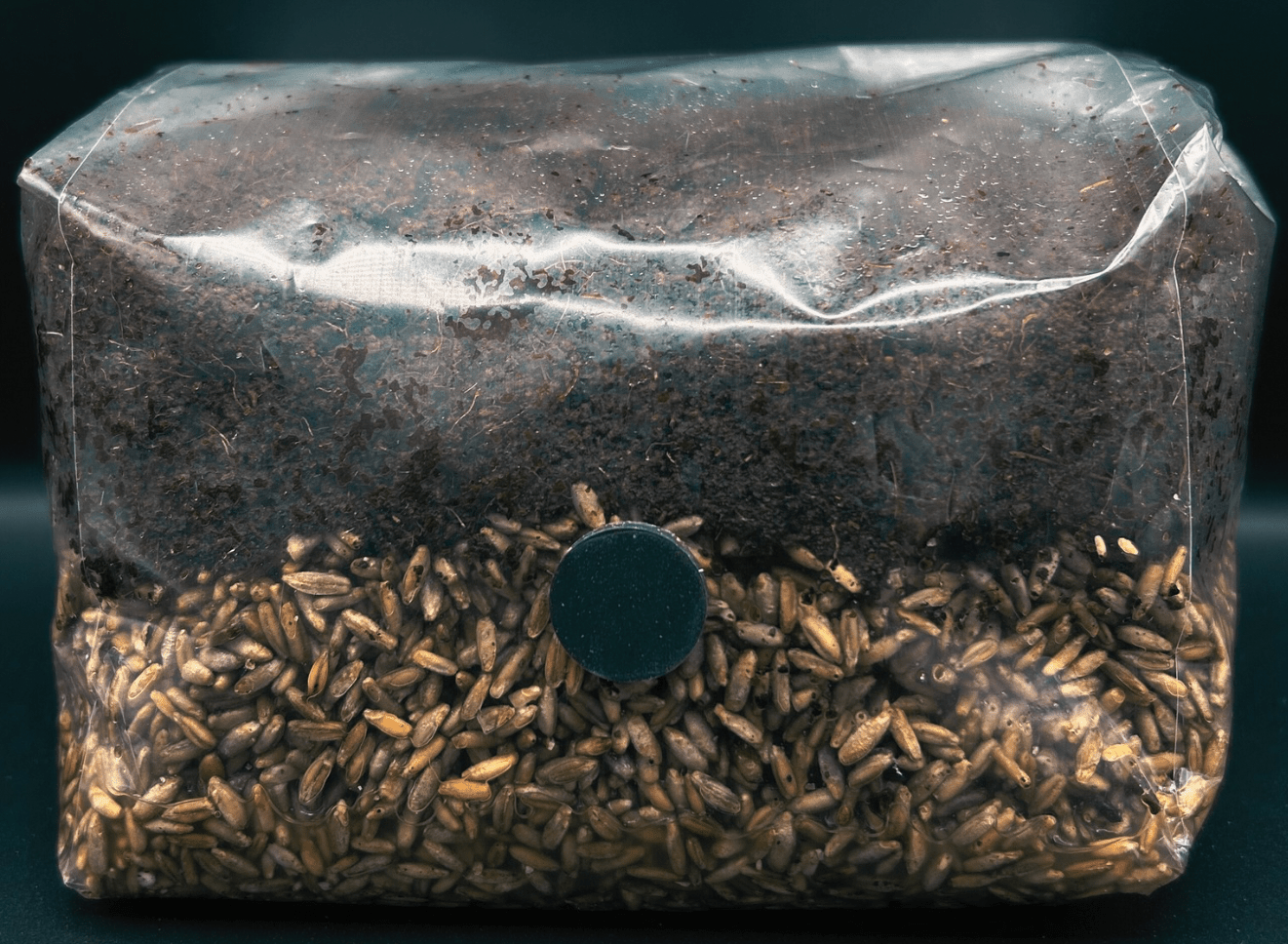 3 Pack of 5lb Sterilized Grow Kit Bag for Mycology and Mushroom Cultivation! Choose Your Grain! Includes Injection Port 0.2 micron Filter Patch! - Gnosis Labz Gnosis Labz Grow Kits Rye Berries