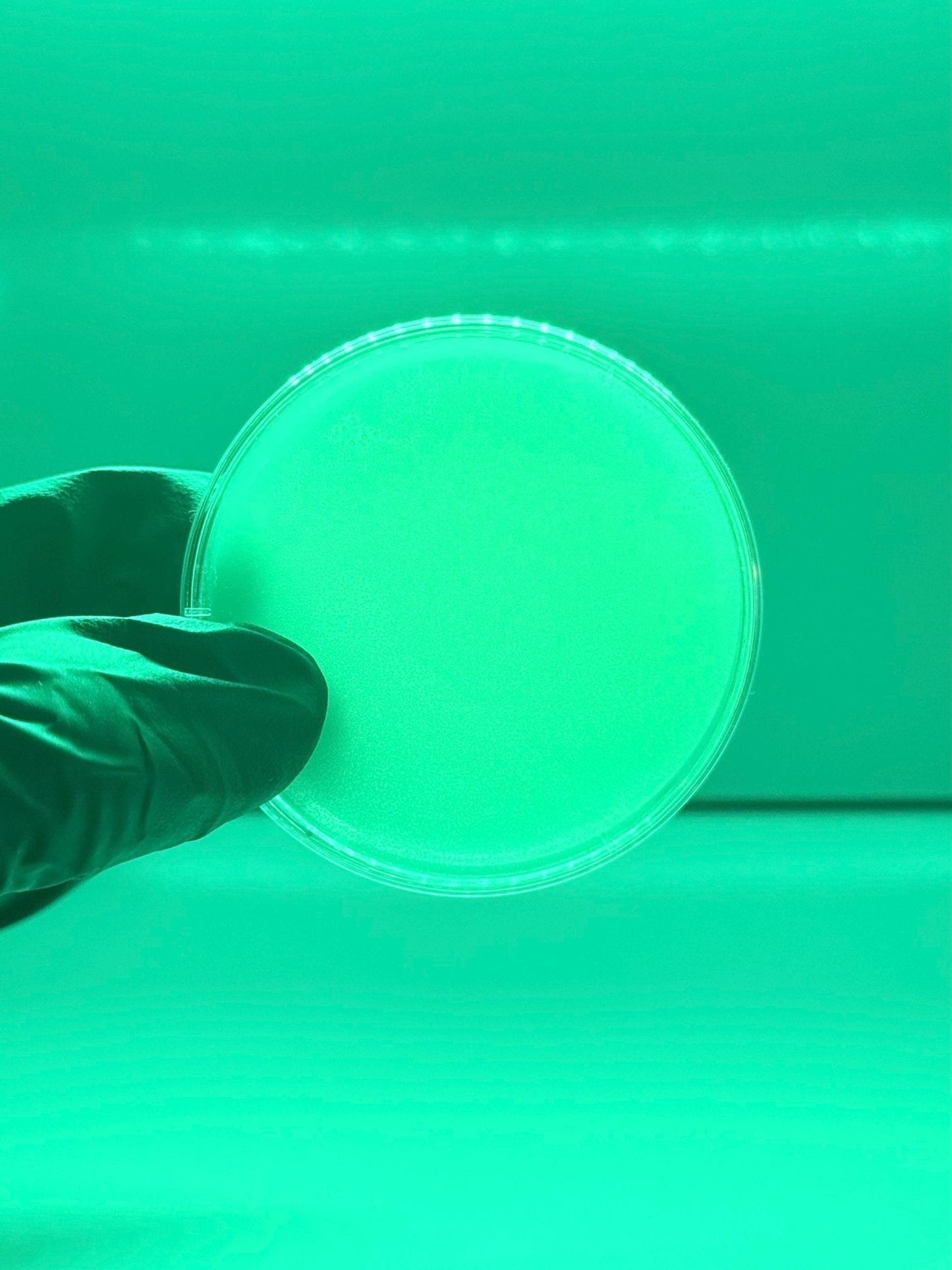 6 Pack of 100mm Agar Plates - Sterilized Agar Media Petri Dishes - Great for Larger Cultures (Different Colors Available) - Gnosis Labz Gnosis Labz Green