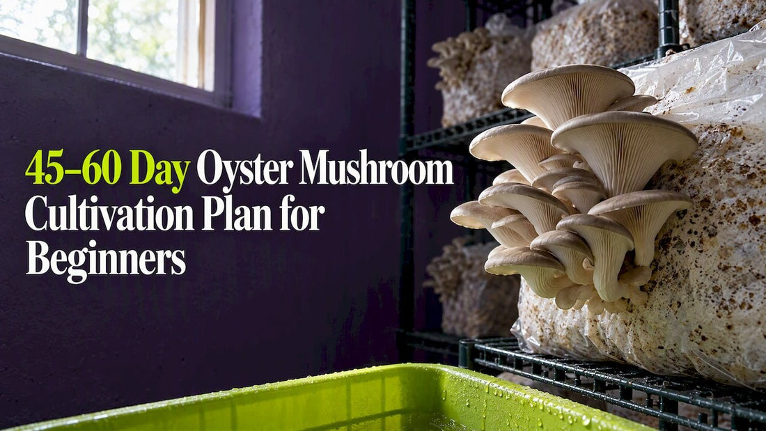 45–60 Day Oyster Mushroom Cultivation Plan for Beginners - Gnosis Labz
