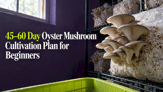 45–60 Day Oyster Mushroom Cultivation Plan for Beginners - Gnosis Labz