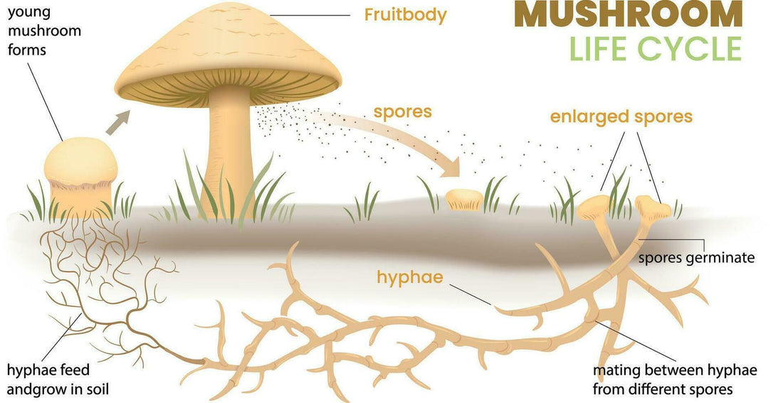 Unraveling the Mushroom Lifecycle: A Comprehensive Guide for Cultivators - Gnosis Labz