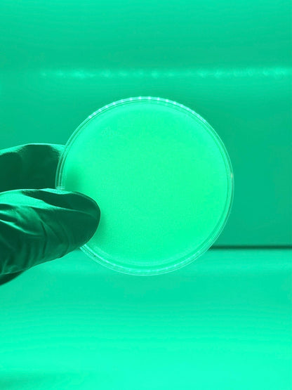 12-Pack 60mm Sterile Agar Plates | Green, Purple, Clear - Gnosis Labz