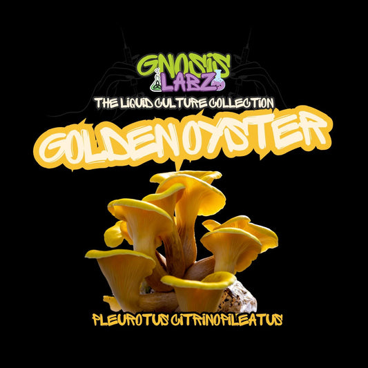 Golden Oyster (Pleurotus Citrinopileatus) Liquid Culture Syringe 10ml with 18g Sterile Needle - Gnosis Labz Gnosis Labz